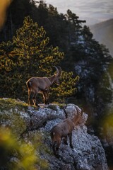 Alpine ibex standing atop a mountain peak, surrounded by a lush landscape of forests, meadows
