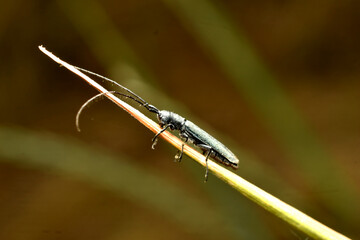 Walnut black barbel, a pest of walnut forest trees.
