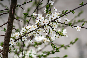 Selective focus of beautiful branches of white Cherry blossoms on the tree under blue sky, Beautiful Nature background.