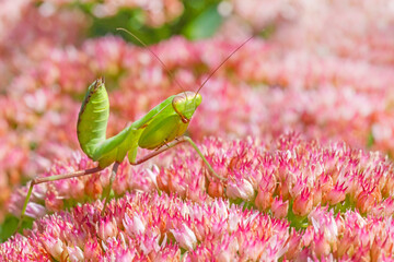 green praying mantis sitting on blossom