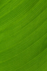 close up of green palm tree leaf texture