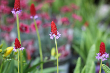 Beautiful primula vialii or red hot poker primrose with green foliage