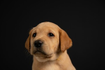 Closeup of a cheerful little Labrador retriever on a black background