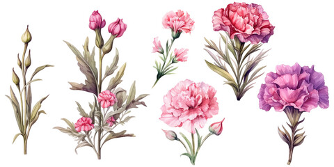 Beautiful Pink carnation flowers watercolor elements set.