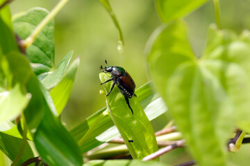 Japanese beetle 