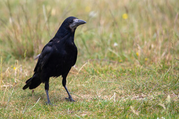Carrion Crow on grass