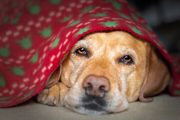 Cute senior fox red labrador retriever dog laying on bed covered with a red blanket