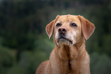 Cute older fox red labrador retriever dog portrait with a greed backgroung