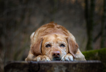 Fox red labrador retriever dog laying on a wooden bench in the woods in autumn