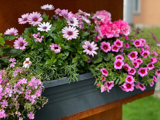 Decorative flower pot with vibrant pink mixed flowers closeup, cape marguerite and calibrachoa bell flowers