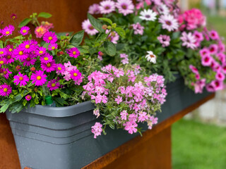 Decorative flower pot with vibrant pink mixed flowers closeup