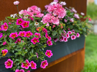 Fototapeta na wymiar Decorative flower pot with vibrant pink mixed flowers closeup