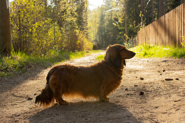 Long haired dachshund walking in the sun light