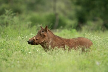 Naklejka na ściany i meble wild warthog standing in a wide expanse of lush green grass in its natural habitat