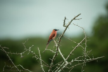 Southern carmine bee-eater bird sits perched atop a tree branch in a natural environment