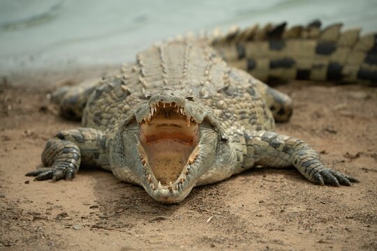 Juvenile crocodile basking in the sun on the shore of a body of water with an open mouth