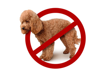 Dog with prohibition sign on white background - No dogs allowed concept