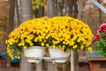 Fototapeta na wymiar Yellow chrysanthemums flowers in pots in a park