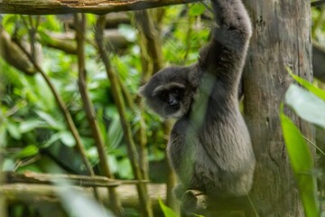 Closeup of a Moloch Gibbon hanging from the tree