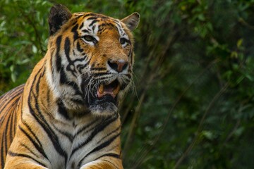 Fototapeta na wymiar Majestic Bengal tiger standing in a grassy field