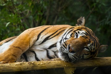 Majestic Bengal tiger resting its head on a branch