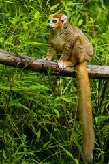 Small Golden bamboo lemur sitting on top of a tree branch surrounded by grass © David Proud/Wirestock Creators