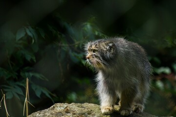 Gray furry Pallas Cat on a naturally occurring rock in a grassy landscape