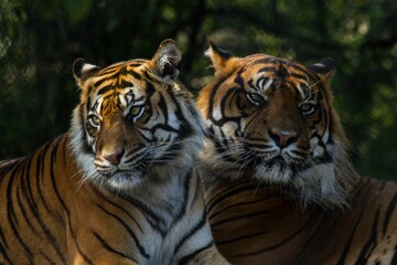 Two majestic tigers basking in the sun next to a tree in the background