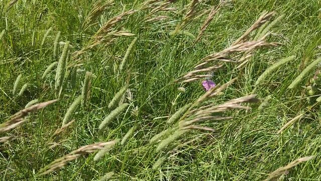 Farfalla sul fiore in estate con il vento in montagna