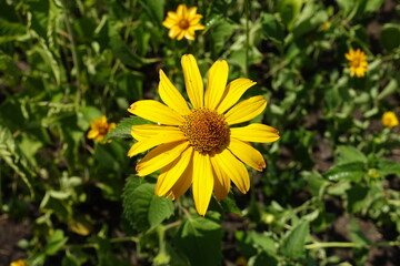 Close view of yellow flower of Heliopsis helianthoides in July