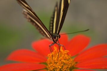Beautiful black and yellow butterfly perched atop a vibrant flower in a sunny outdoor setting