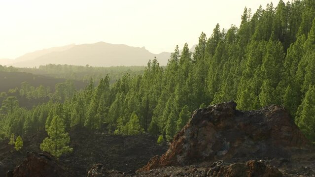 Green trees on rich volcanic soil in Teide National Park, Tenerife. Panning landscape shot of forest on Spanish Canary Island.