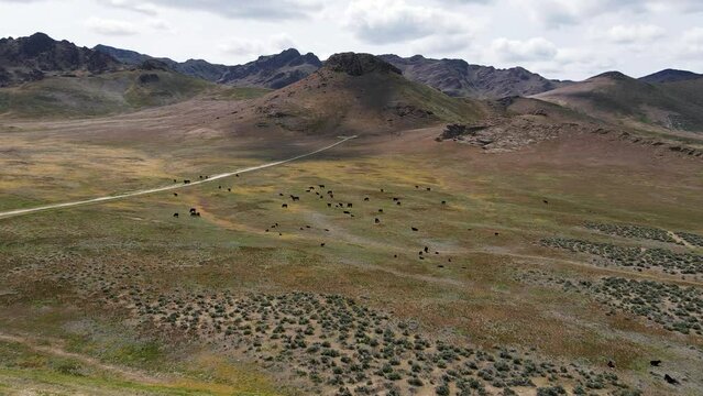 Canadian wild nature and landscape from above. A herd of wild cows graze on a picturesque valley among the mountains.  Cinematic 4K drone footage. 