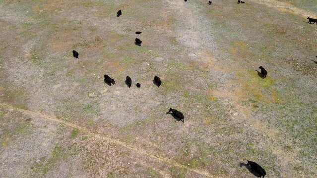Canadian wild nature and landscape from above. A herd of wild cows graze on a picturesque valley among the mountains.  Cinematic 4K drone footage. 