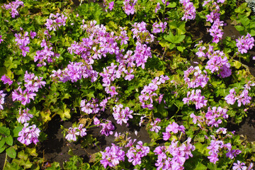 Many ink flowers of ivy-leaved pelargonium in July