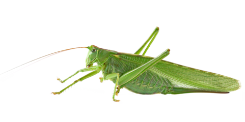 Orthoptera-Tettigoniidae, bush cricket, "long-horned grasshoppers" isolated on white, side view