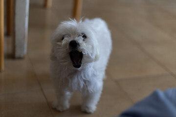 Maltese dog