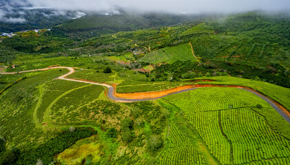 Fog in Cau Dat tea hill, Da Lat city, Lam Dong province, Vietnam.