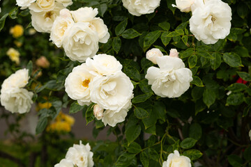 Bush of white roses close-up on dark green background outdoors