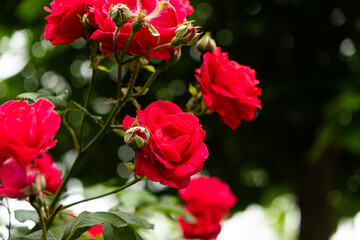 Red roses in the garden. Beautiful greeting card, gardening and rose cultivation.