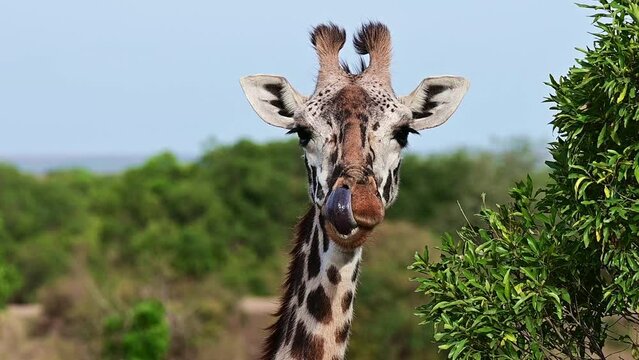 Close-up portrait of a giraffe head in nature. Wild african animals
