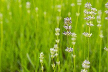 Lots of lavender flowers in the botanical garden.