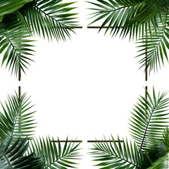 palm leaf frame isolated