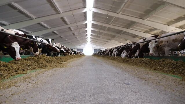 Camera moving along path on cowshed with cattle which eating hay. Long row of cows feeding by dry grass on modern dairy farm. Herd of kines chewing fodder at milk factory. Animal husbandry concept