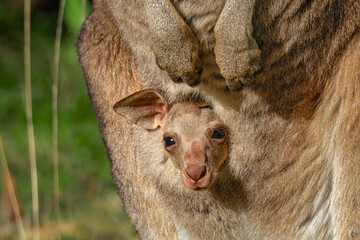 Eastern Grey Kangaroo (Macropus giganteus) Joey in mother's pouch