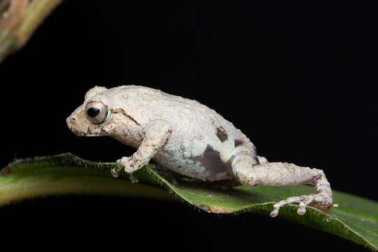 A photo of a Amboli Tree Frog shot in Amboli Ghat in India.