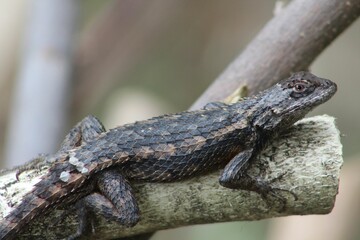 Green lizard perched on a branch of a tree
