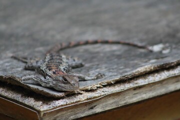 Close-up shot of a small, reptilian creature on a wooden surface
