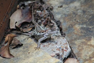Small lizard traversing a natural outdoor environment of rocks and foliage