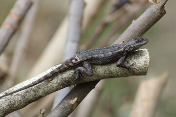 Small reptile is perched on a branch of a tree in a rural landscape